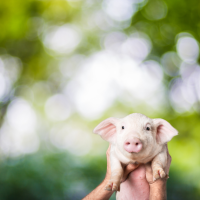 Fête du Cochon