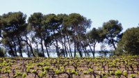 Lac de Jouarres et vignes - Olonzac 