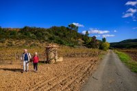 Couple jeuniors vignes Berlou