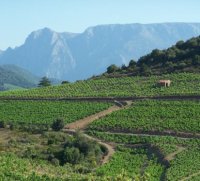 Vignes - Berlou