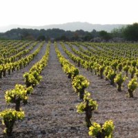 Vignoble st jean minervois