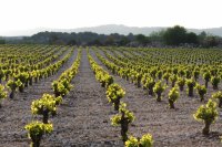 Vignoble st jean minervois