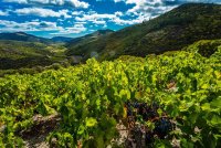 Coteaux de Berlou-Berlou_19 © 2017 - Hervé Leclair_Asphéries - Sud de France Développement